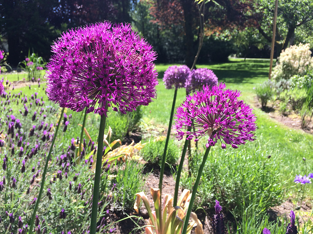 The gardens at Wisteria Guesthouse